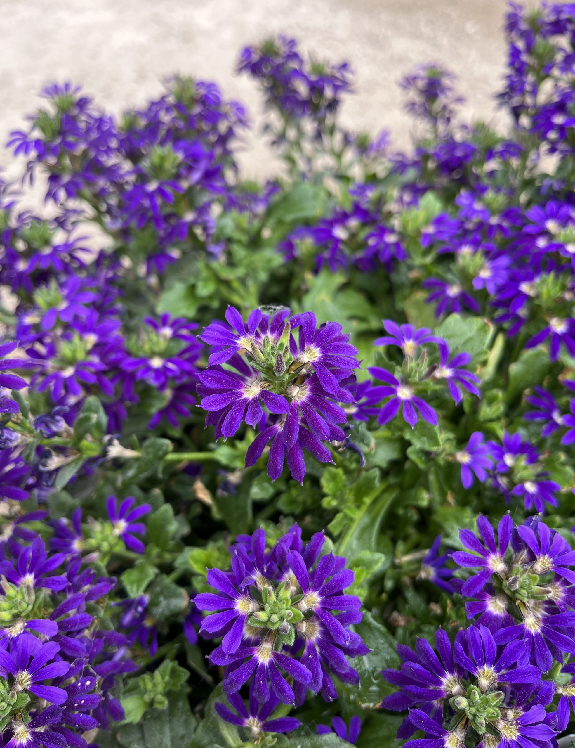Scaevola Surdiva Blue Violet