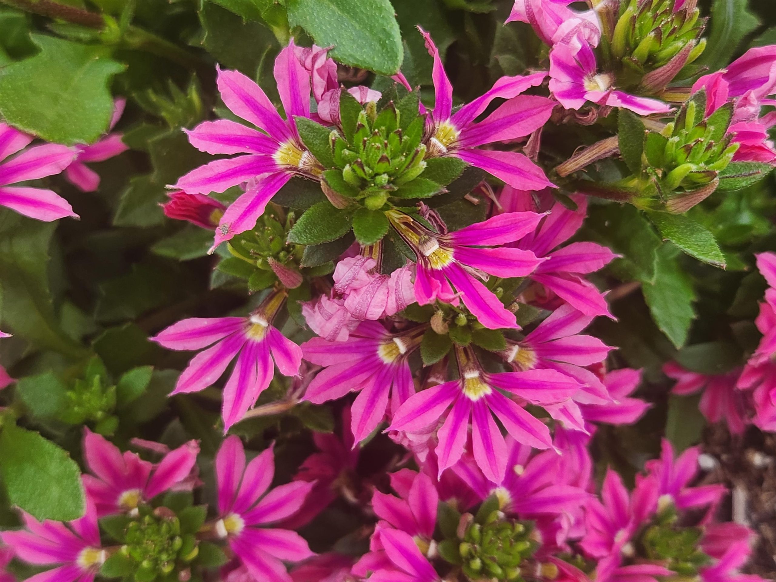 Scaevola Surdiva Pink Fashion
