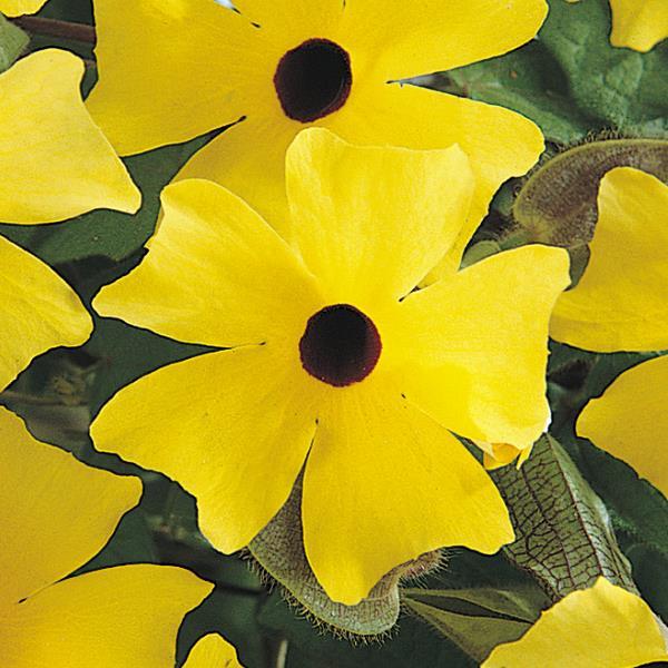 Thunbergia Sunny Lemon Star