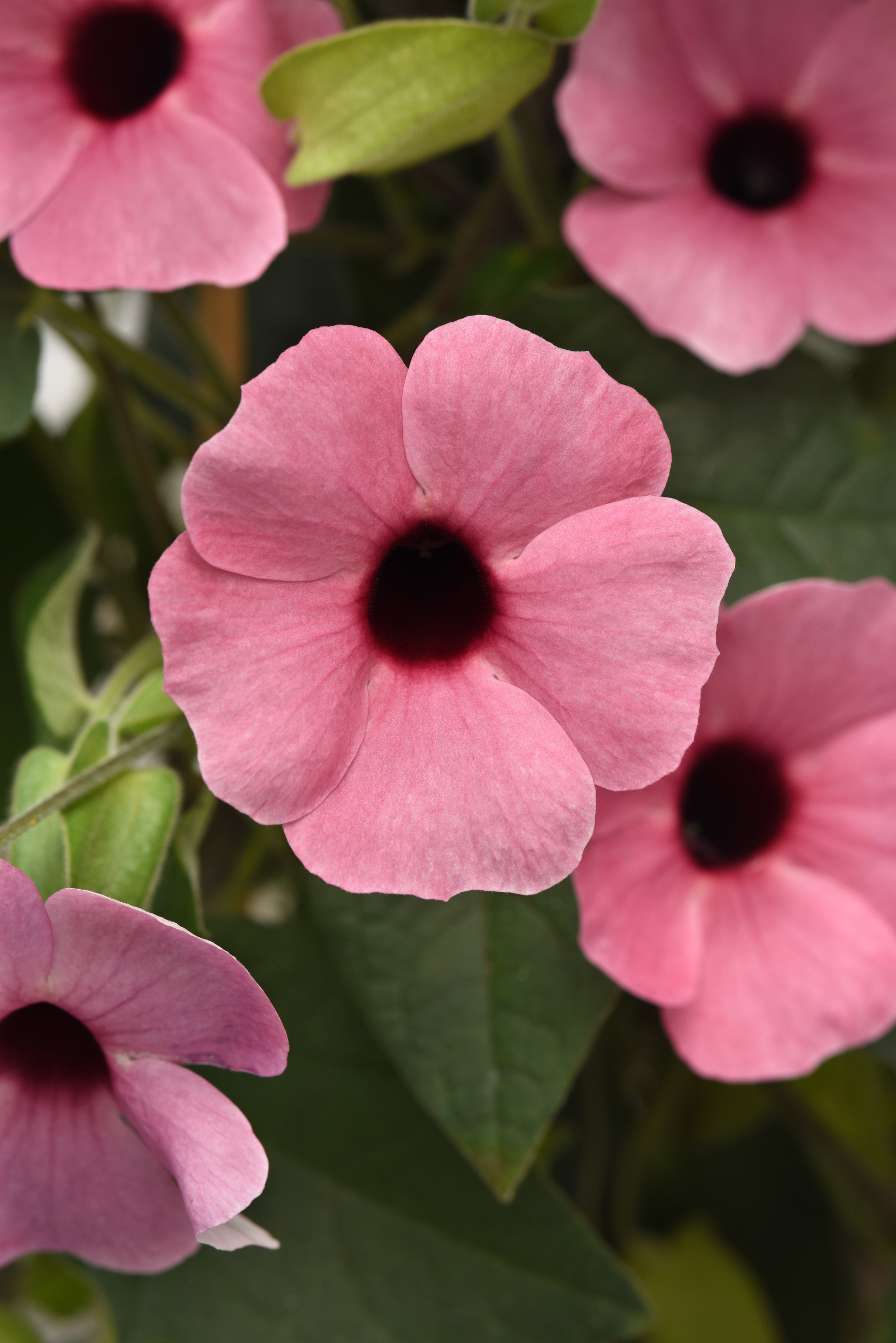 Thunbergia Sunny Rose Sensation