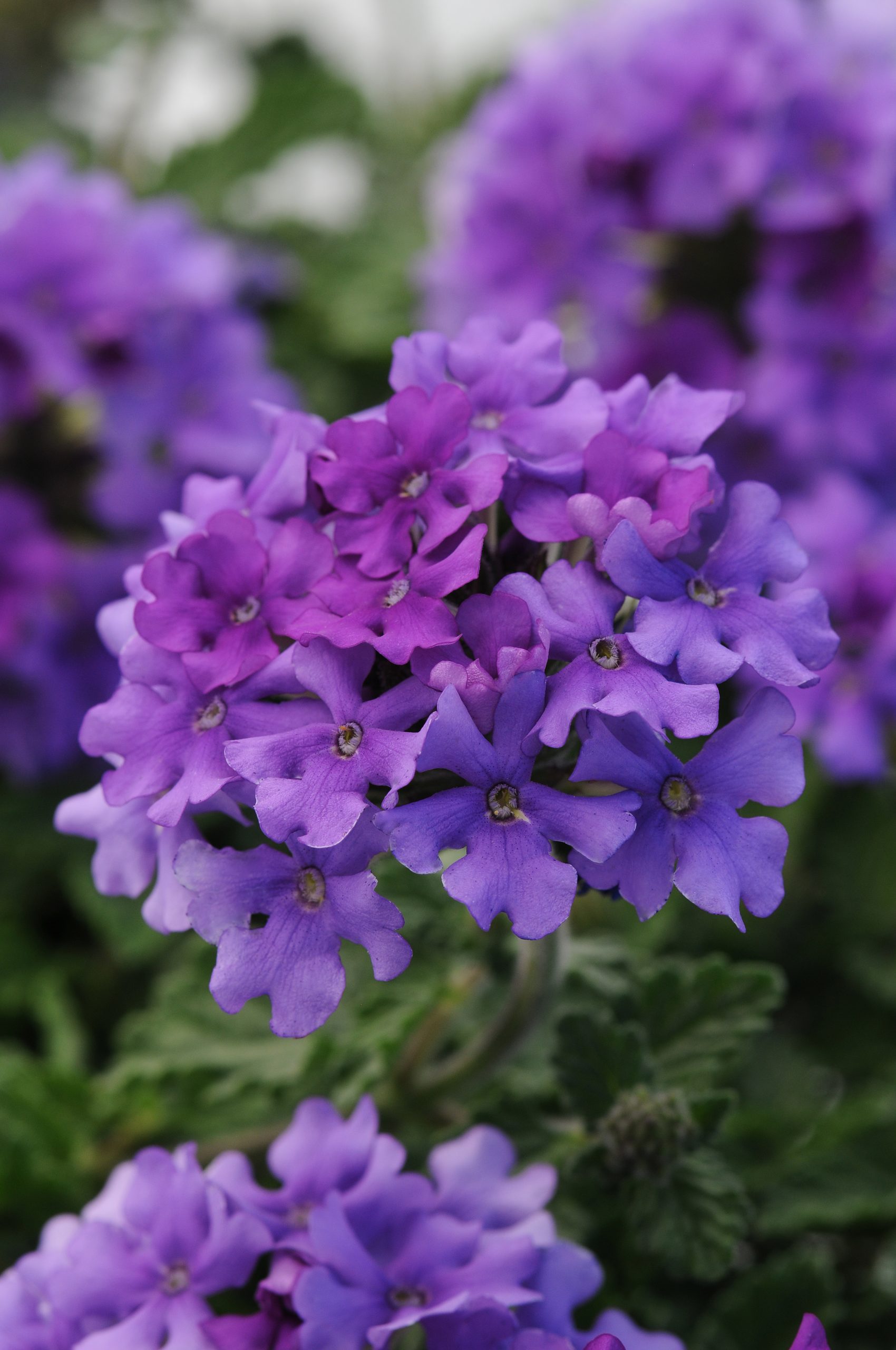 Verbena Endurascape Blue
