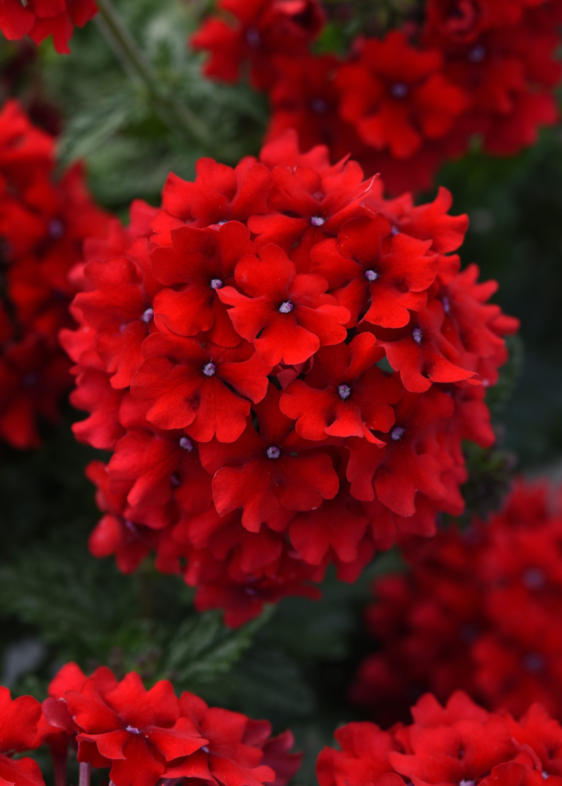 Verbena Endurascape Red