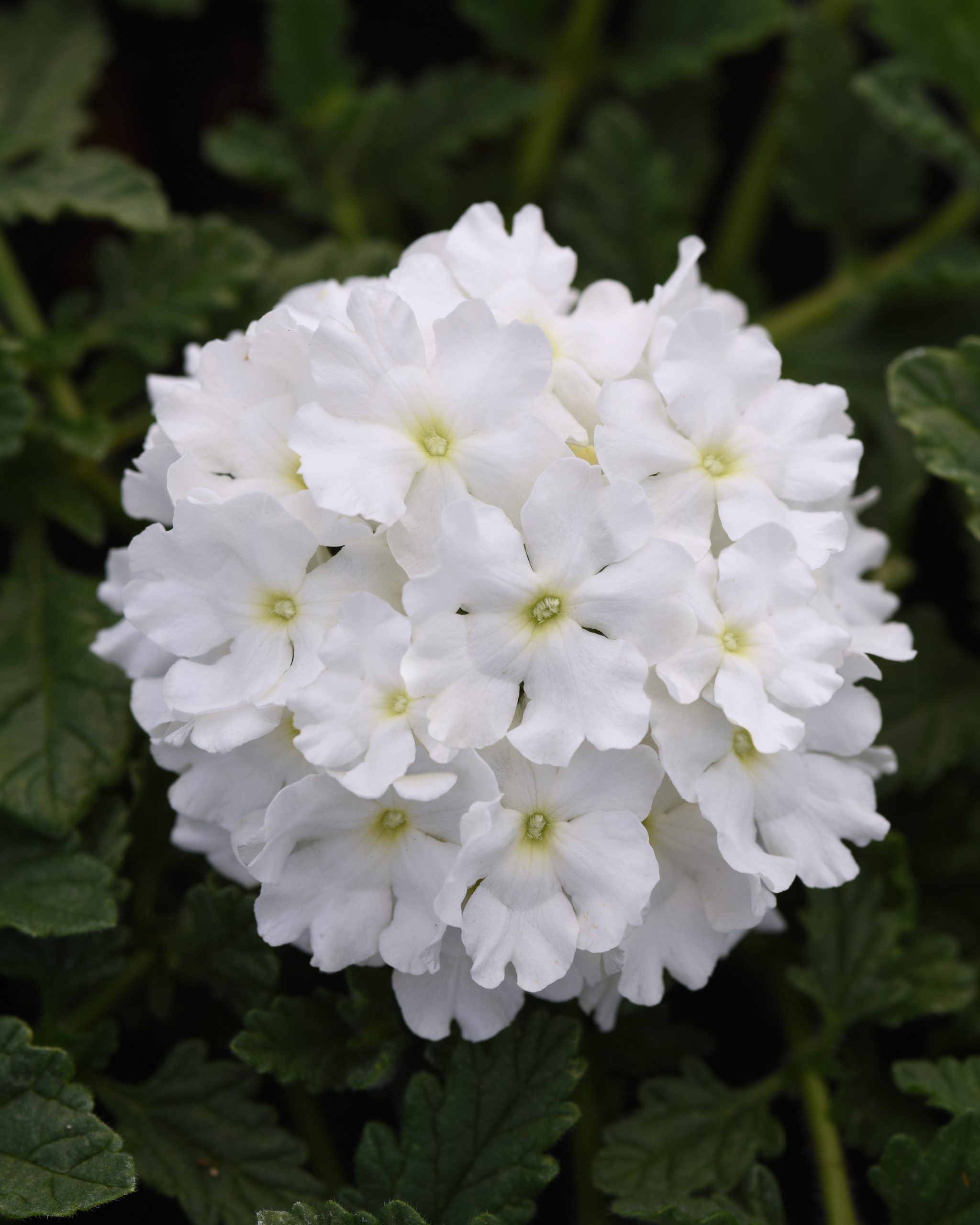 Verbena Endurascape White