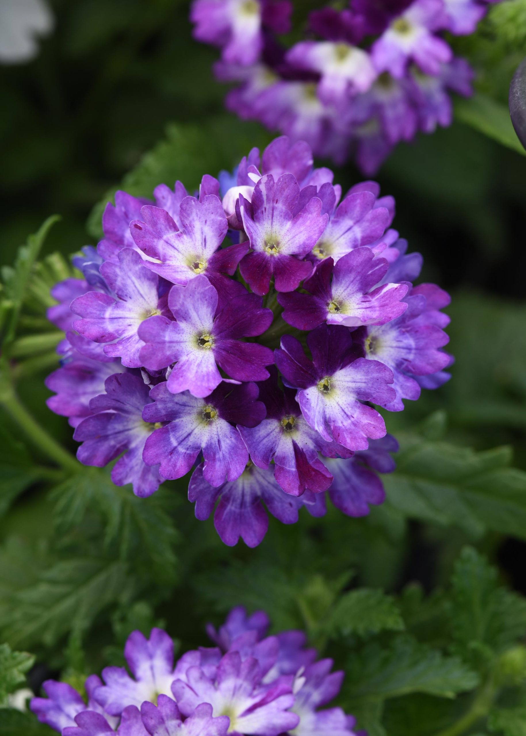 Verbena Lascar Blue White