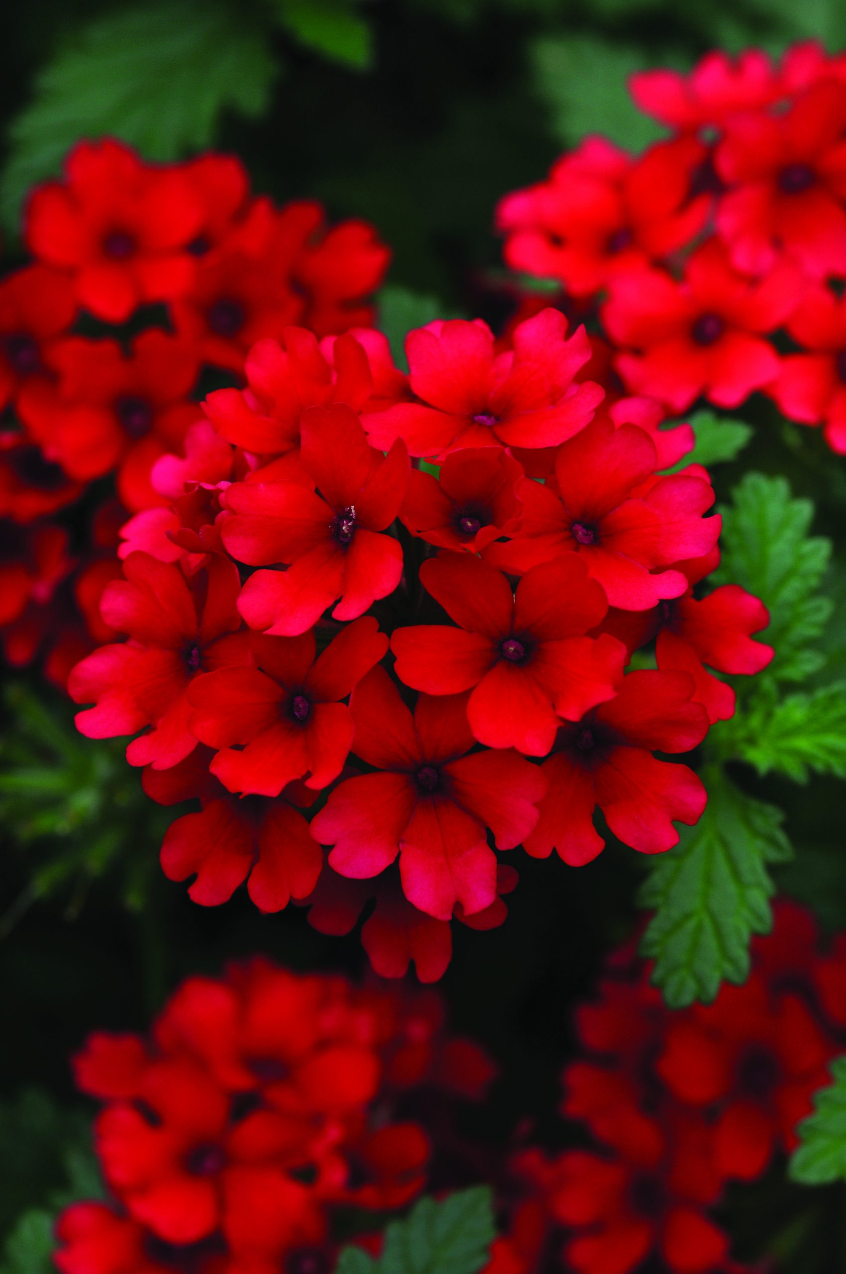 Verbena Lascar Dark Red