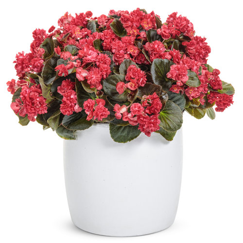 Begonia Double Up Red 2