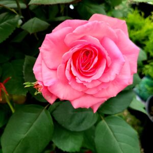 Canada Blooms Rose