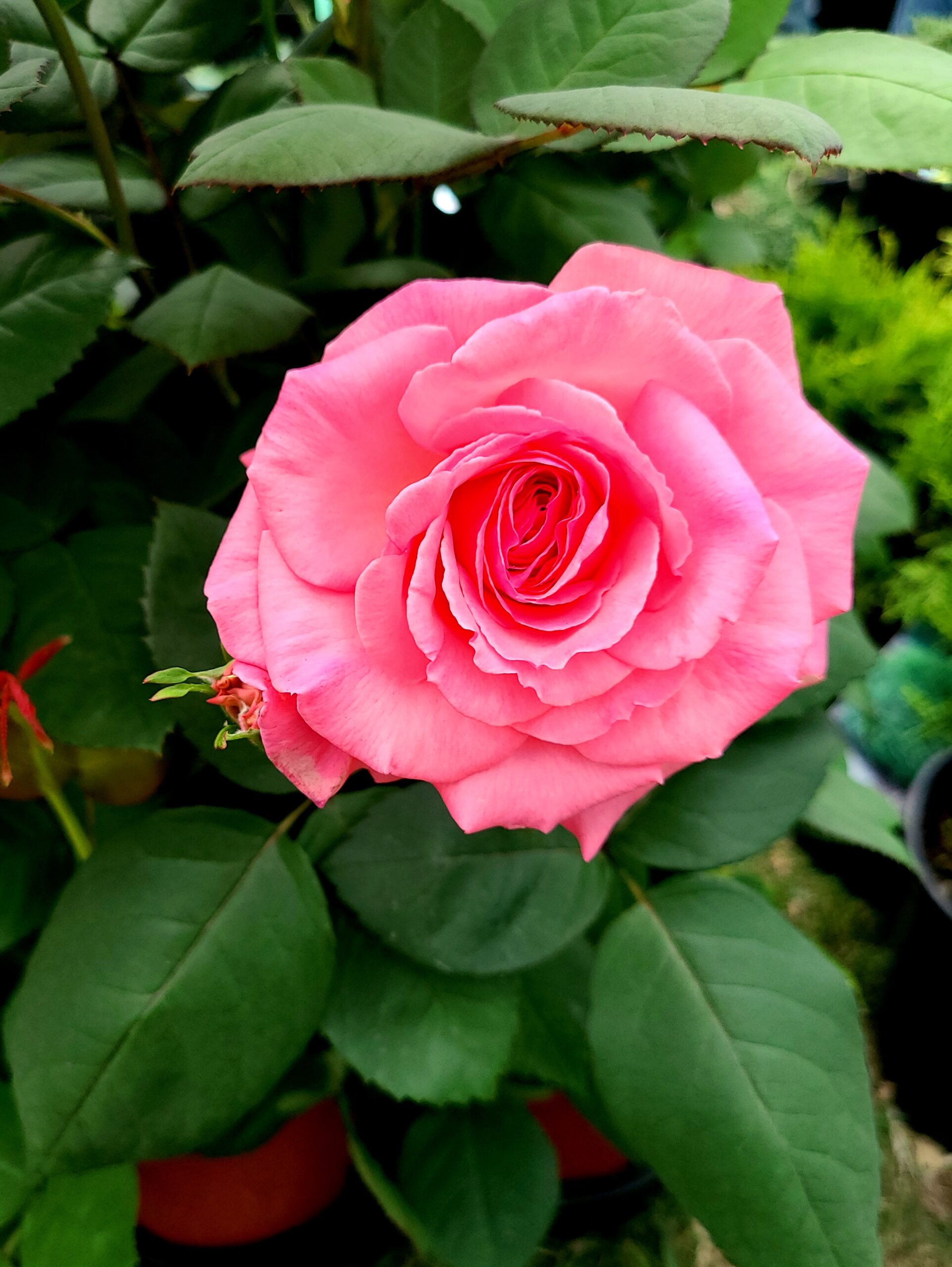 Canada Blooms Rose