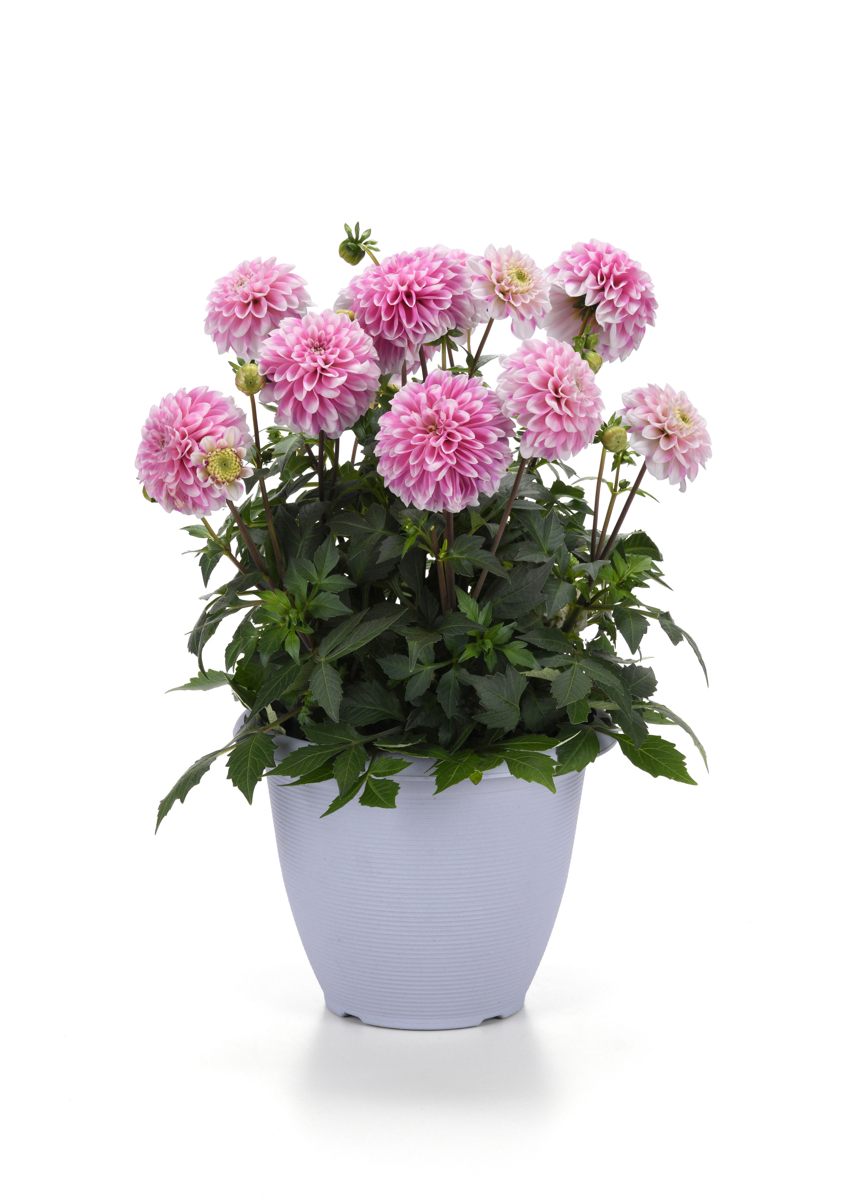 Dahlia Dalaya Pink Lace 2