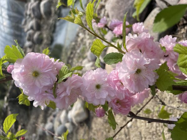 Double Flowering Plum (bloom)