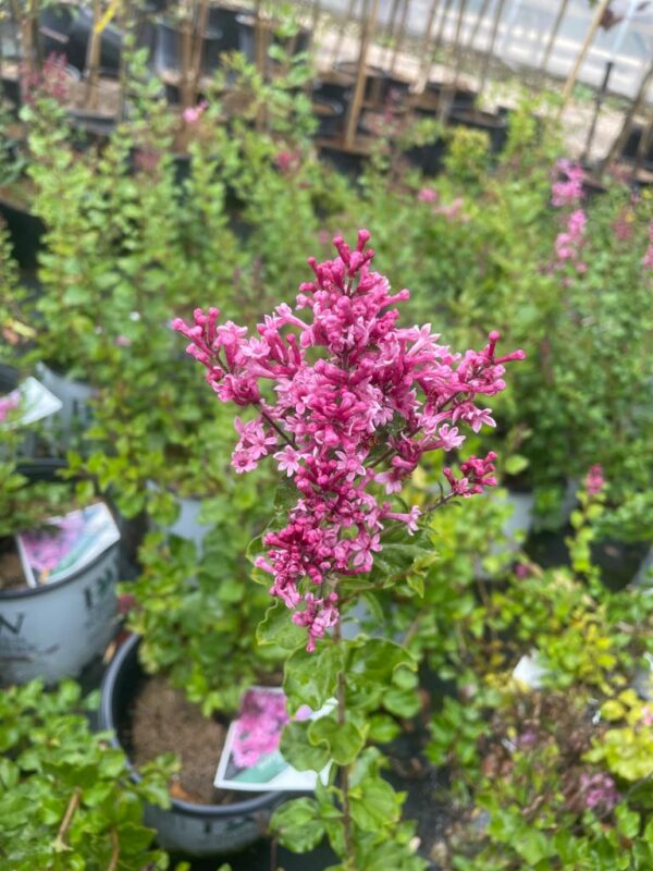 Dwarf Pink Bloomerang (bloom)