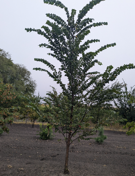 European White Elm Edited