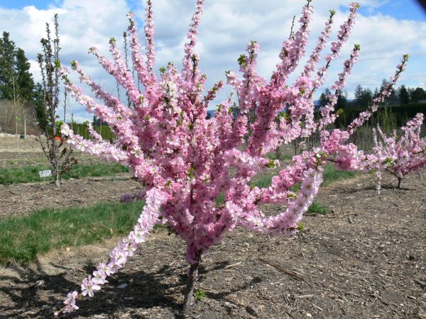 Flowering Plum, Pink Frosting 3 Bylands