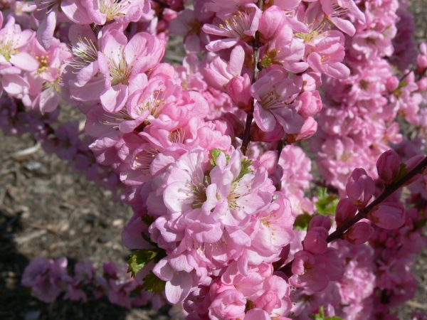 Flowering Plum, Pink Frosting