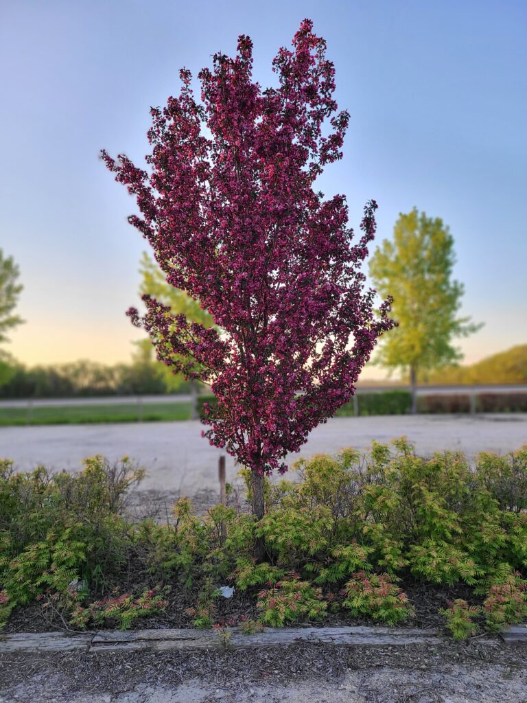 Flowering Crabapple Gladiator Falk Nurseries