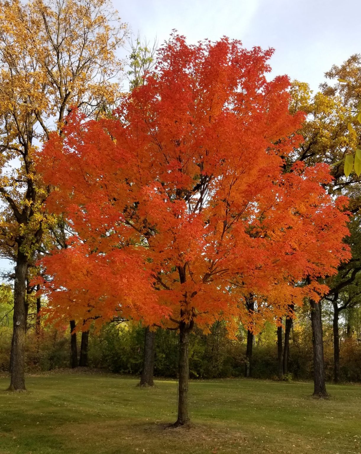 Maple, Lord Selkirk Sugar - Falk Nurseries