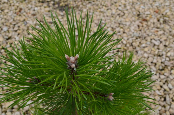 Mountain Stone Pine (foliage)