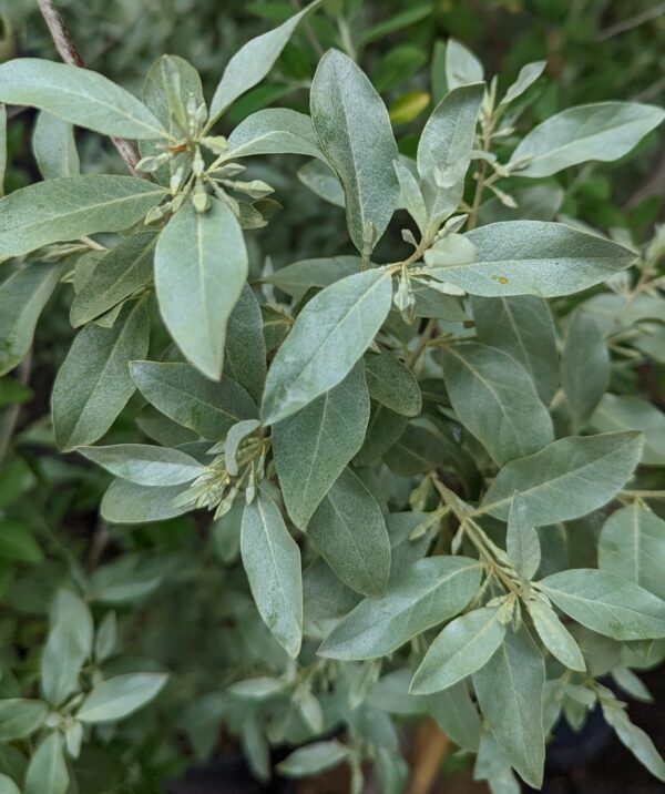 Silverado Olive Foliage