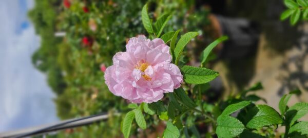 Snow Pavement Rose (1)