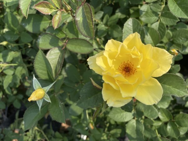 Yukon Sun Rose