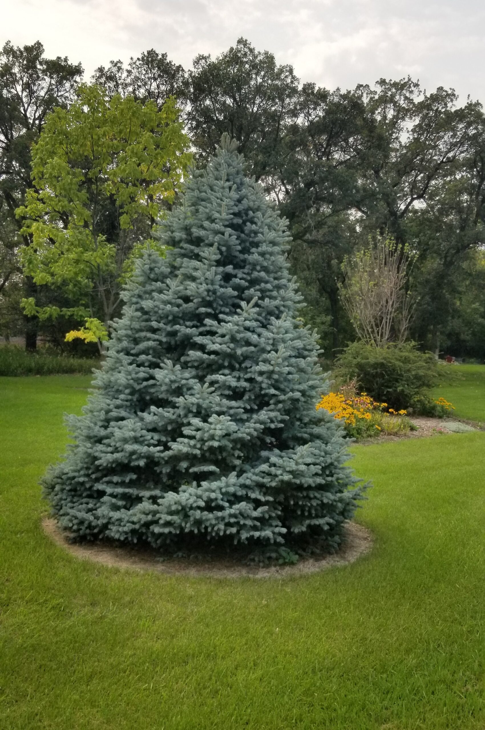 Montgomery Dwarf Blue Spruce (mature)