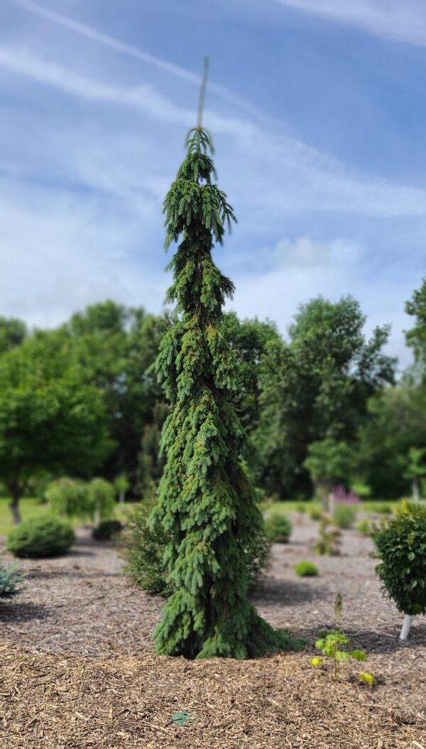 Weeping White Spruce Sheldons