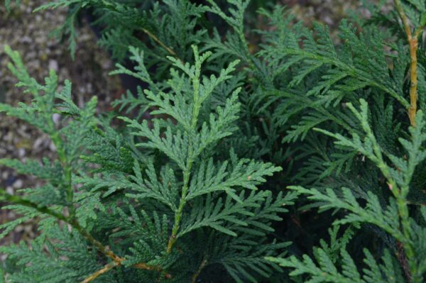 Dark Green Cedar (foliage)