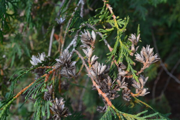 Dark Green Cedar (seed Pods)