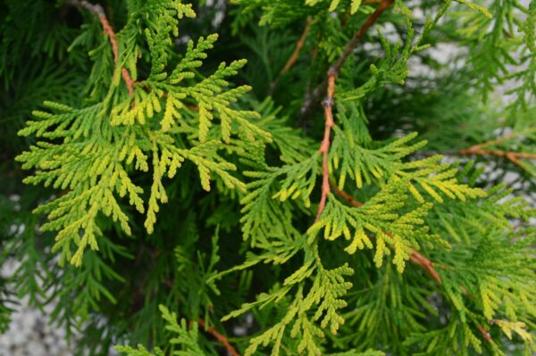 Polar Gold Cedar (foliage)