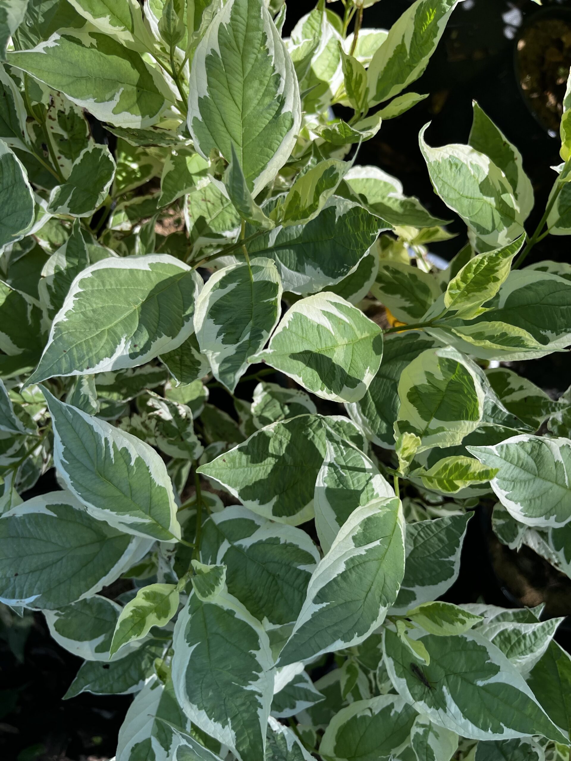 Siberian Variegated Dogwood