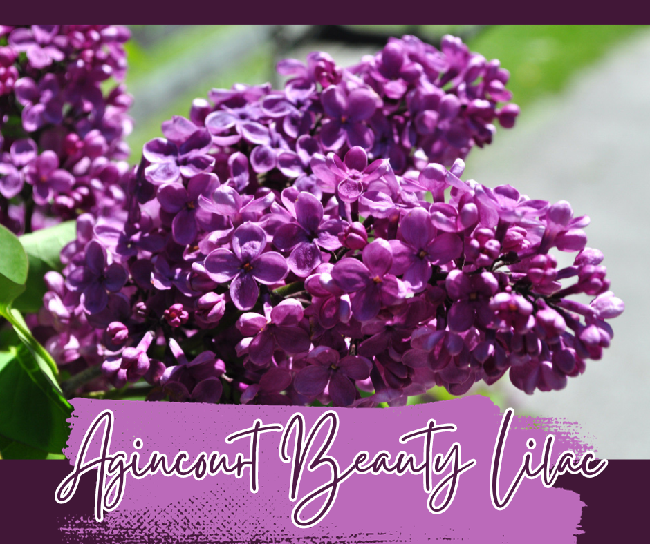 Agincourt Beauty Lilac Blog Photo