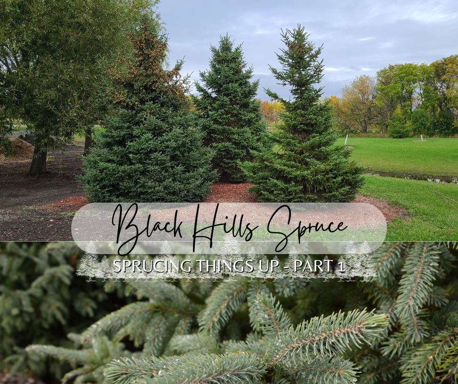 Black Hills Spruce Blog Photo