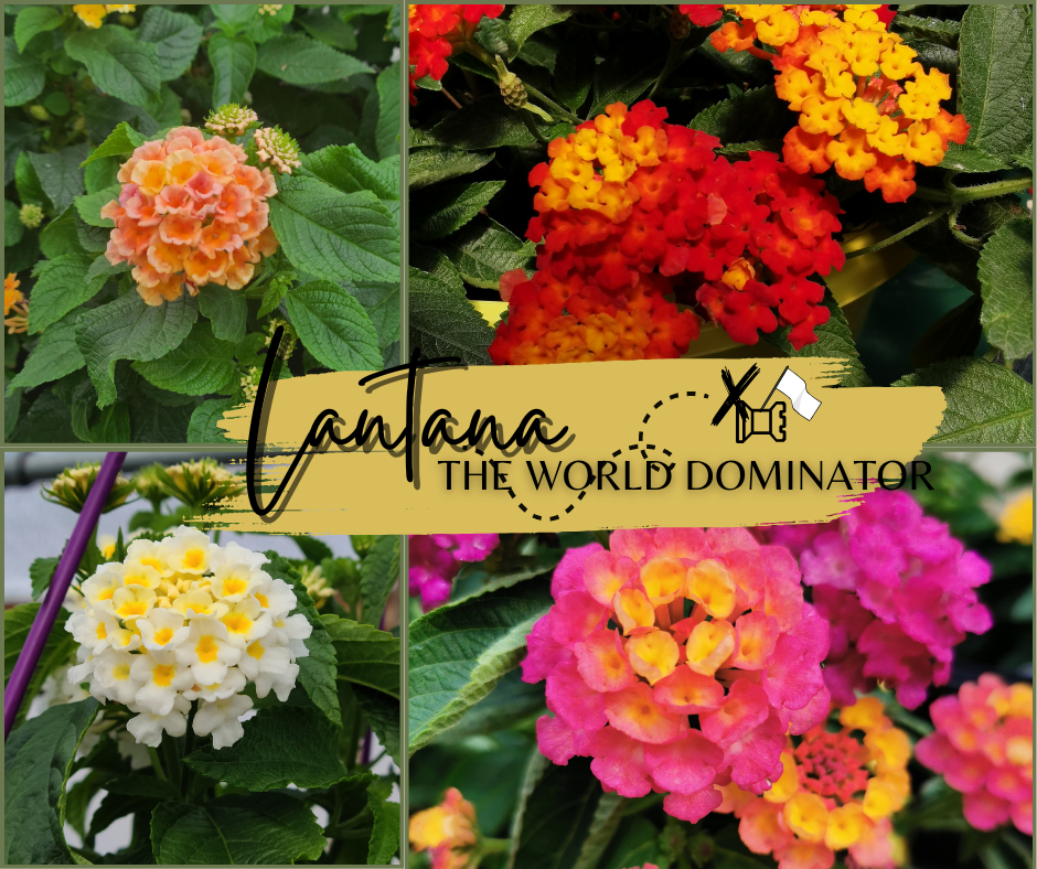 Lantana Blog Photo