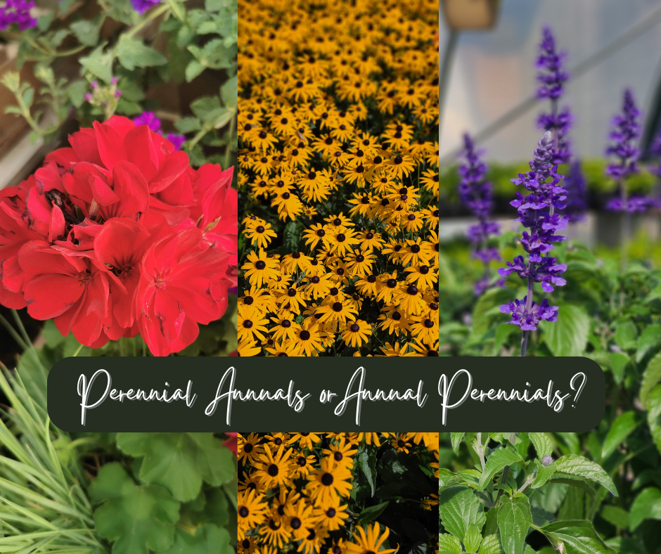 Perennial Annuals Or Annual Perennials Blog Photo