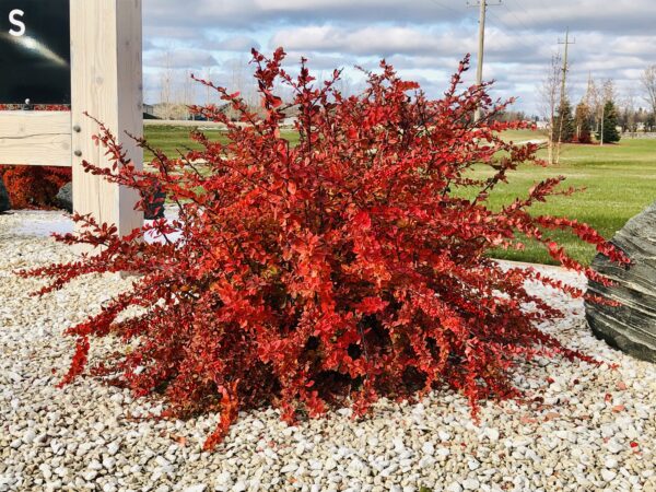Emeral Carousel Barberry (fall Colour)