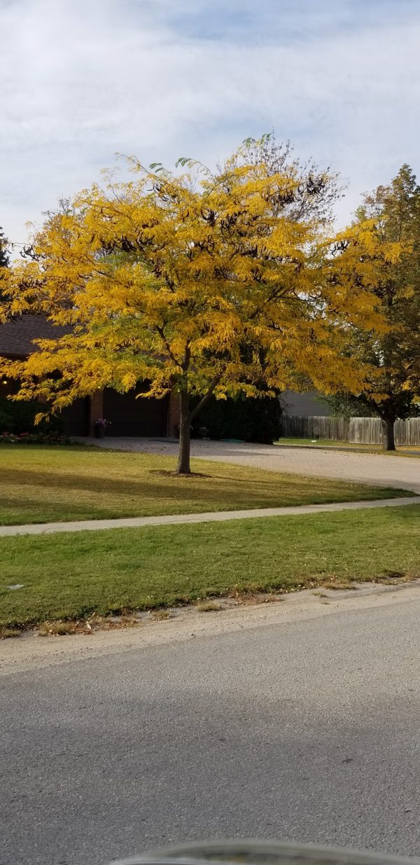 Honey Locust (violas)