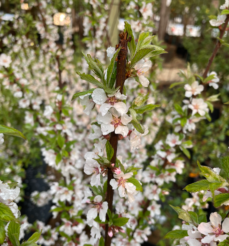 Pink Candles Nanking Cherry Edited