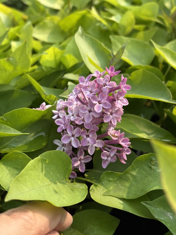 Prairie Petite Lilac Bloom