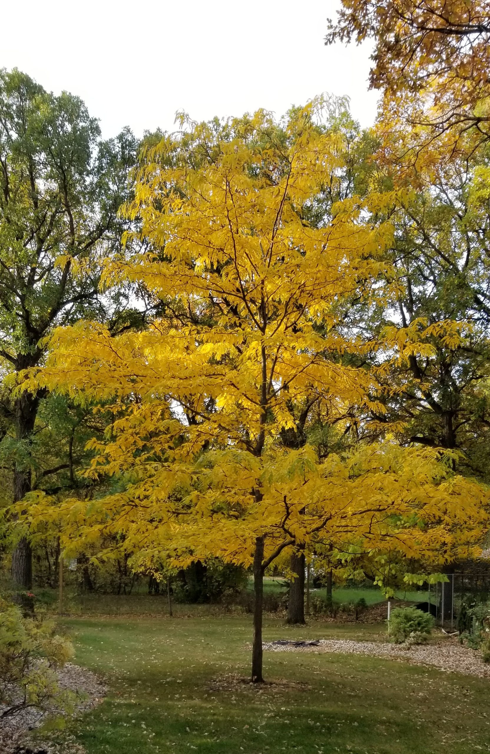 Prairie Silk Honey Locust Established (fall Colour) Katrina's