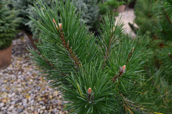 Scots Pine (foliage)