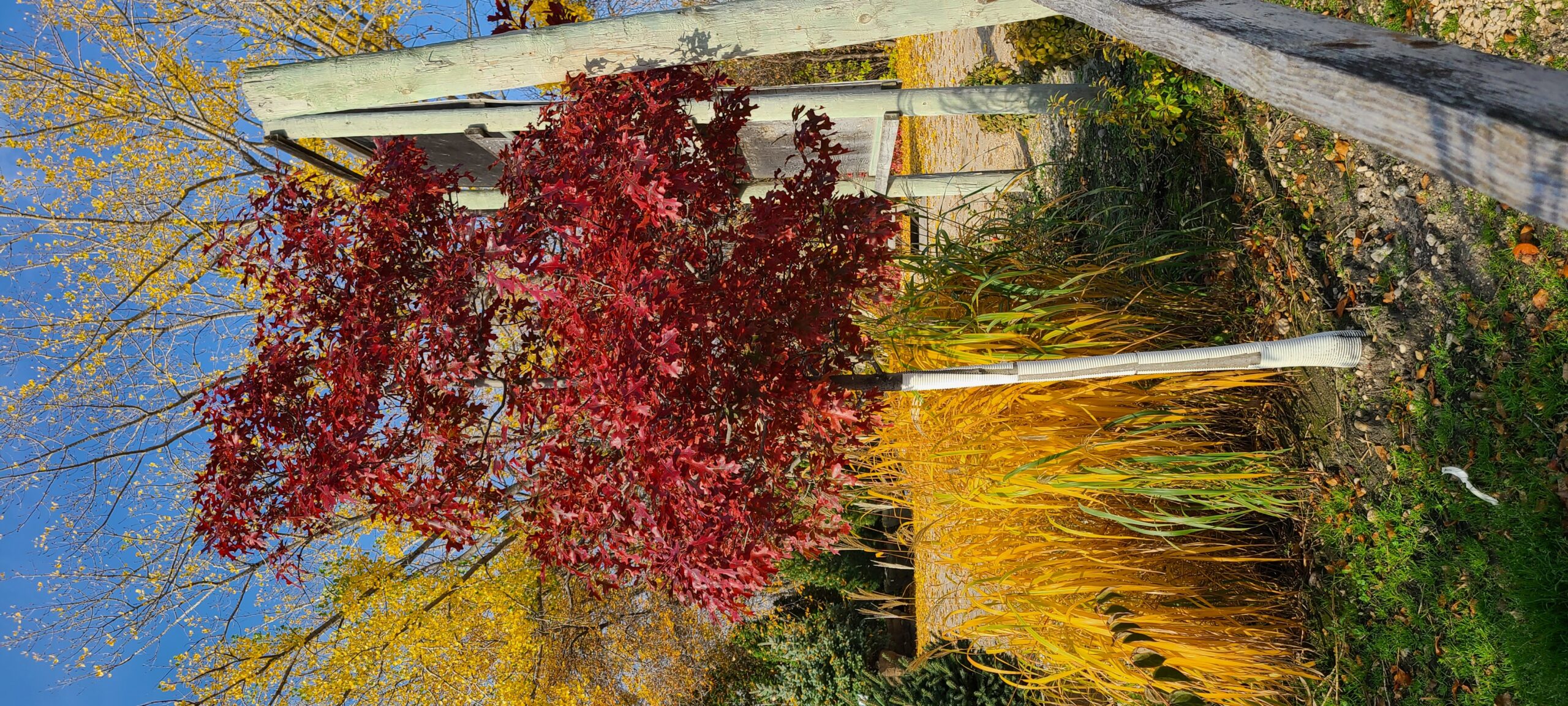 Shooting Star Northern Pin Oak Established (fall Colour)