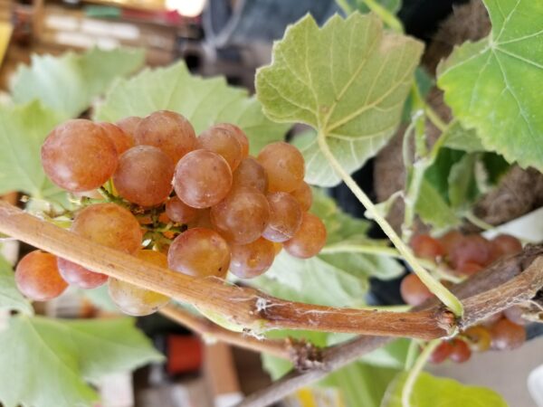 Somerset Grape