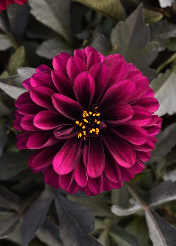 City Lights Purple Dahlia