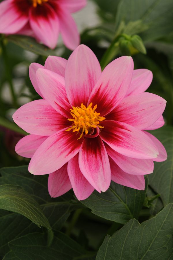 Dalaya Pink+rose Eye