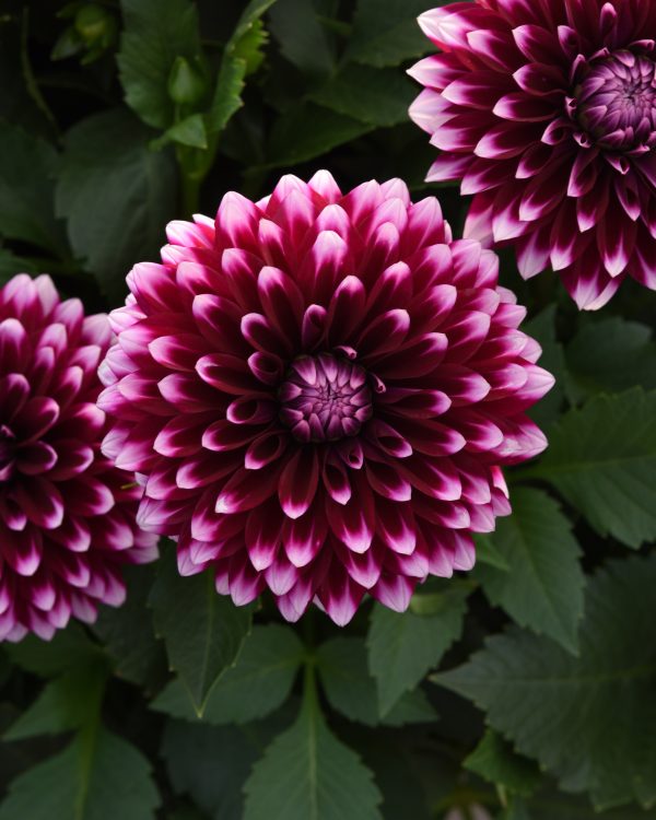 Dalaya Purple + White Dahlia