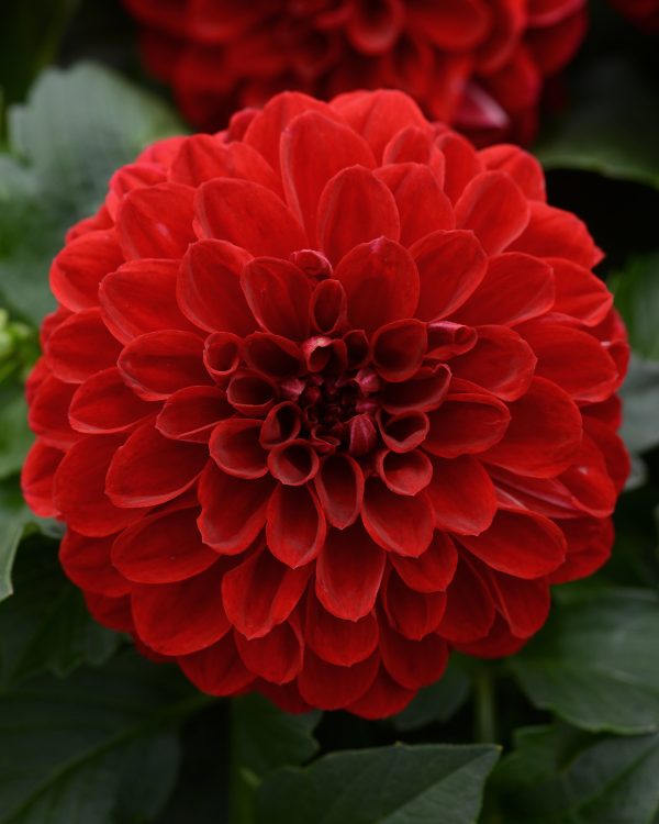 Dalaya Vampire Dahlia