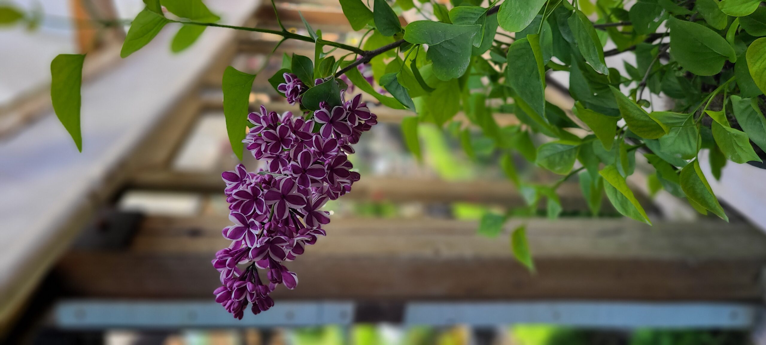 Sensation Lilac (bloom)