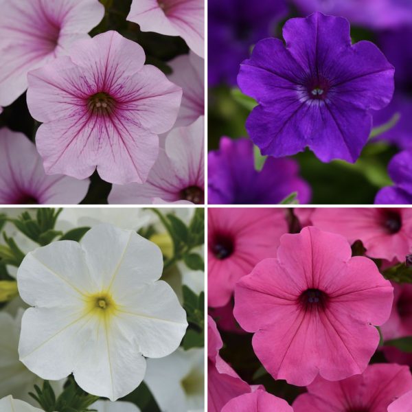 Summer Colours