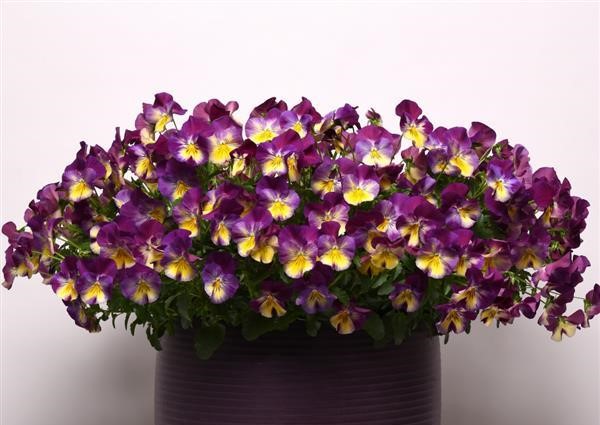 Pansy Cw Raspberry Swirl Container Copy