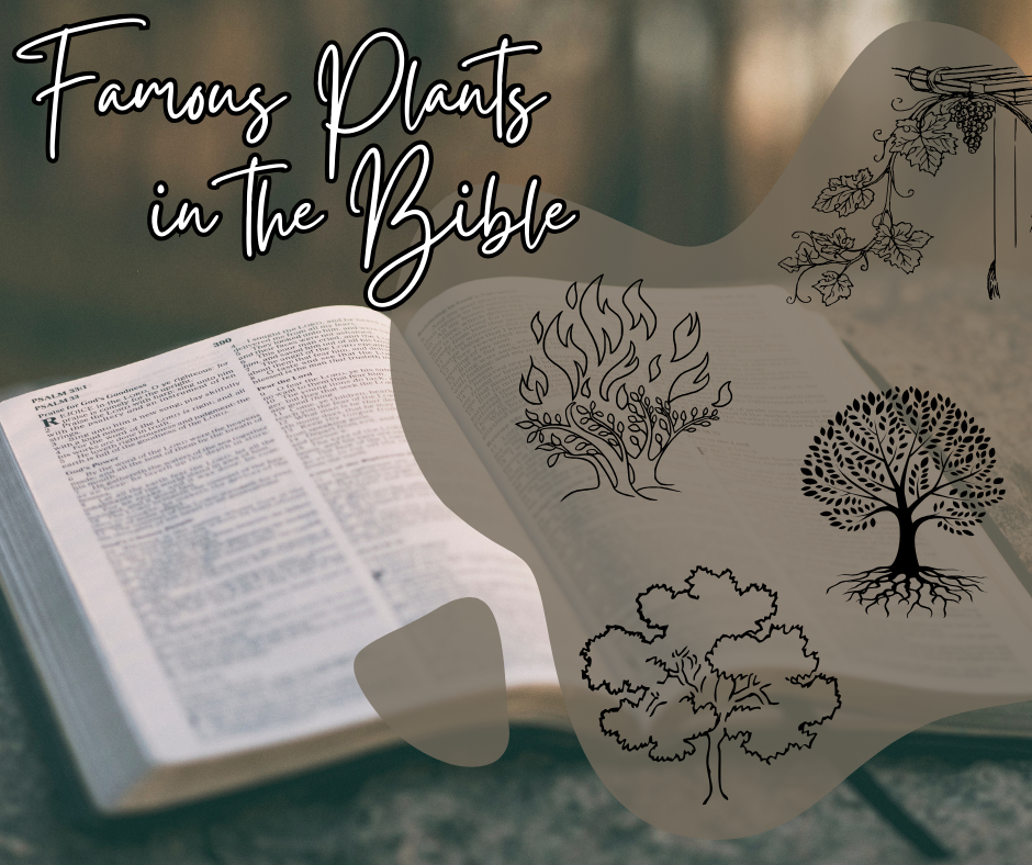 Famous Plants In The Bible Blog Website